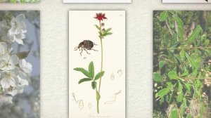 Вишня кустарниковая, или степная (Cerasus fruticosa)