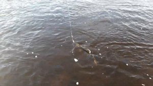 Первый улов. Горбуша, заблудившаяся осенью на Варзуге. Блесна "Уралка", вес 29 грамм. 2021 г