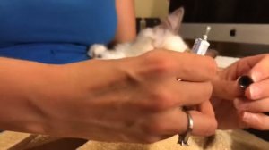 Ragdoll kitten - как помазать глазки котенку глазной мазью - лечим глазную простуду рэгдоллу