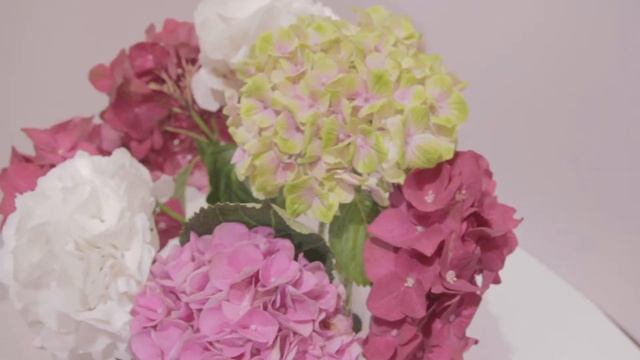 Гортензия микс смотреть онлайн