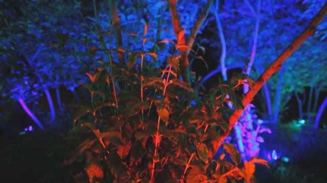 Подсветка деревьев смотреть онлайн