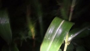 Бресс Гальские куры. Это деликатес со статусом ,,Национальное достояние Франции "