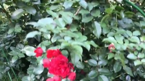 РОЗЫ В САДУ, СОРТА РОЗ .