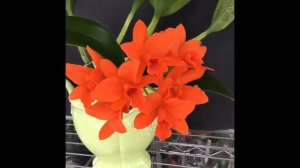 #GVOS2020 Rth Shinfong Little Sun  Young Min Golden Boy