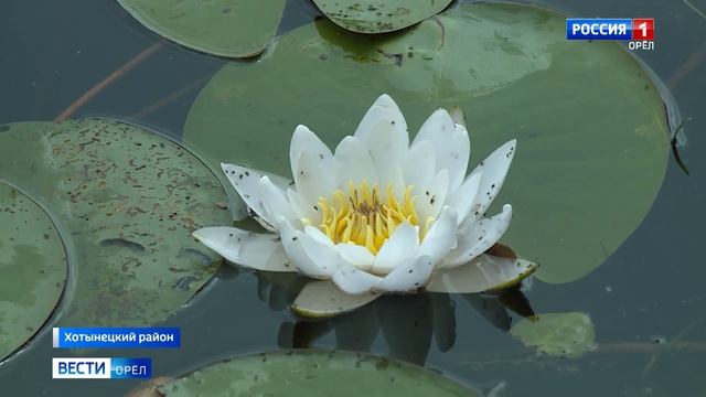 Красоты водного мира «Орловского полесья»