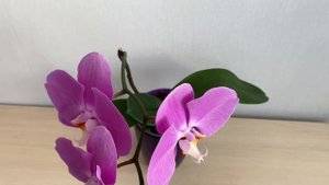 Орхидея Фаленопсис Синголо. Повторное цветение.