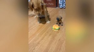 Смешные животные - Смотри до конца