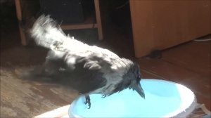 Утка Гага и ворона Капля