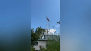 Спил возле дома Евгений
