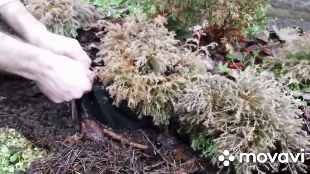 Технология воздушной подрезки корней в тканевом горшке смотреть онлайн