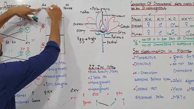 Sex Determination in Plants||Lecture 22||Chapter 22||F Sc 12||Professor Aziz Atif смотреть онлайн