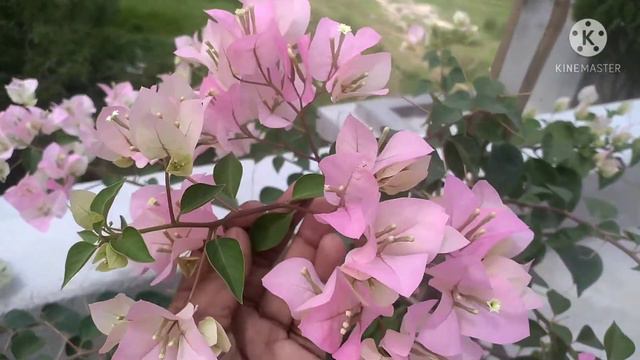 Thai Imperial Delight. Bougainvillea. смотреть онлайн