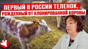 Первый в России теленок, рожденный от клонированной коровы! | Клонирование животных