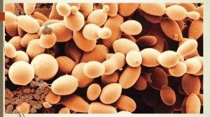 Плесневые грибы и дрожжи