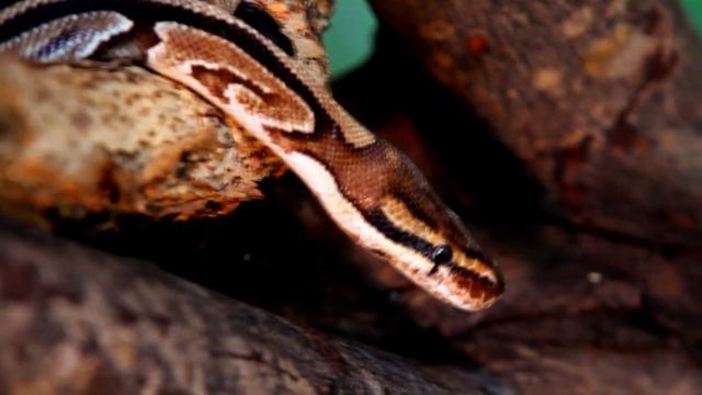 Python facts: the world's longest snakes | Animal Fact Files