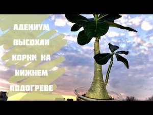 Адениум. Пересадка. Высохли корни на нижнем подогреве(((