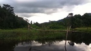 Джунгли Амазонки - национальный парк Ману