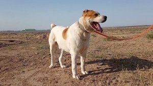Басар Туркменский Алабай Волкодав средне азиатская овчарка САО Turkmen Alabay Shepherd Dog alabai