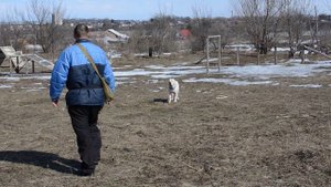 Дрессировка Амстафф