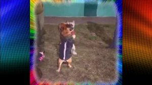 Песики отрываются.