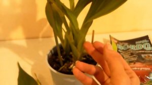 Неожиданная проблема нового зигопеталума: желтизна листьев в центре растущей бульбы.