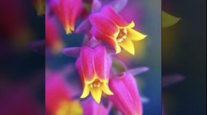 Медитация «Очищение картины родословной о памяти болезней, эпидемий и пандемий»