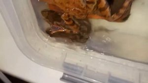 Нерест остромордой и прудовой лягушек!)