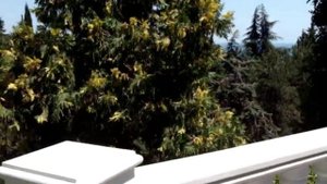 Самый красивый парк в #крыму  парк Айвазовского в #партенит