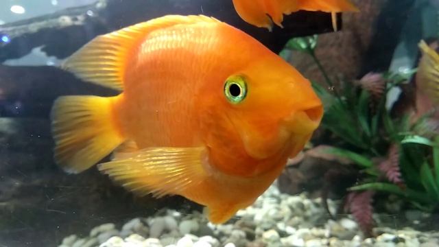 Видео для релаксации. Рыбки смотреть онлайн