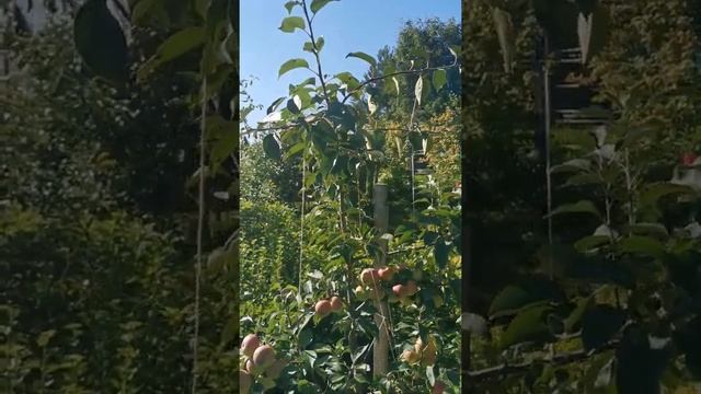 Ультра-Ранние Сорт яблони для ЛенОбл Елена и Китайка Золотая Ранняя смотреть онлайн