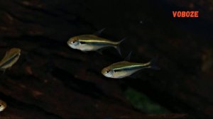 Чёрный неон содержание и разведение в аквариуме, совместимость