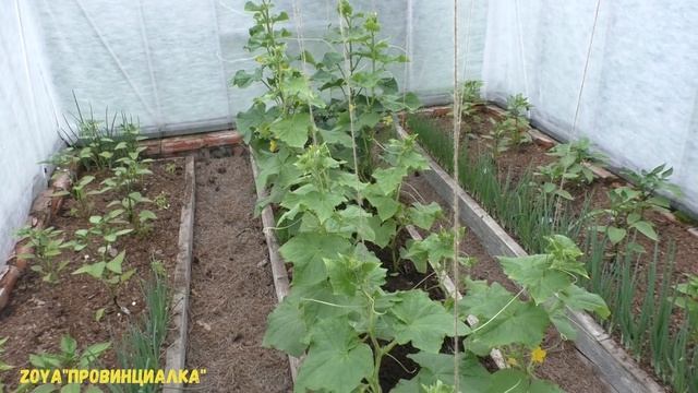 Первый урожай ОГУРЦОВ/ Органическая подкормка/ОБЗОР теплицы в июне/#огурцы #деревня #лето #cocumber смотреть онлайн