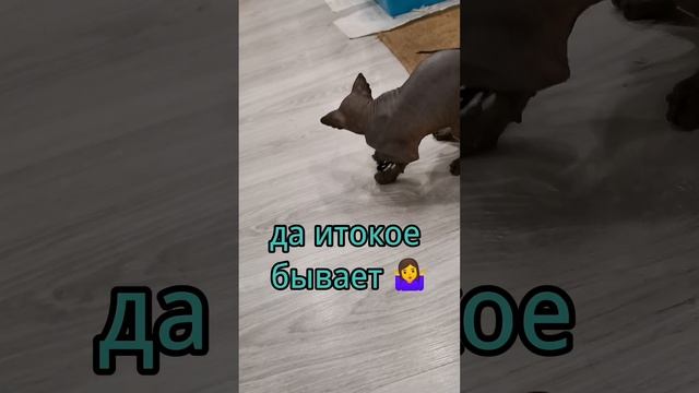 что надо знать когда заводишь сфинкса