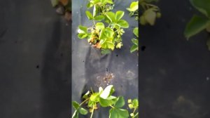 Клубника  сорта Зефир, раннего срока созревания