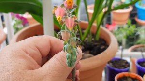 4 Métodos para reproducir la Echeveria Imbricata, 4 Methods to reproduce Echeveria Imbricata