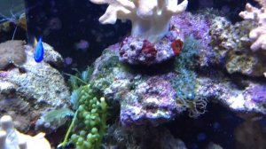 Океан. Риф. Рифовые рыбки. Рыба клоун. Жесткие кораллы.