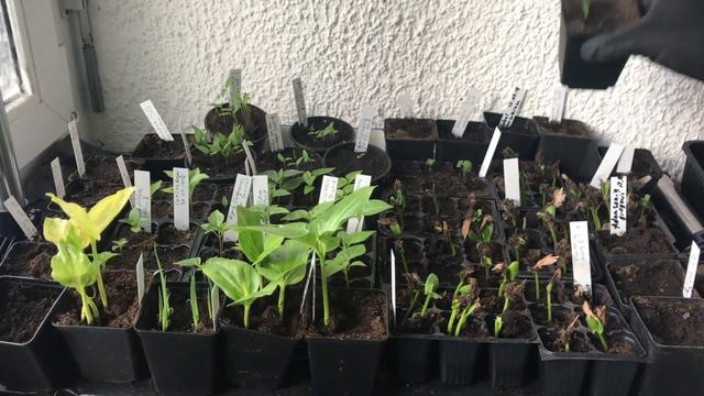 Aussaaten von Plumeria, Chilis, Lagerstroemia, ... - Alles über Chili, Peperoni, Tomate, Paprika #3 смотреть онлайн