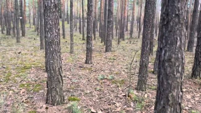 ASMR Утренние Звуки Леса АСМР