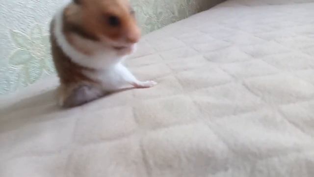 Мой хомячок винтик смотреть онлайн