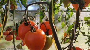 Помидор Заилийский Алатау Желтый. Яркий и сочный томат #томат #помидор #сортатоматов