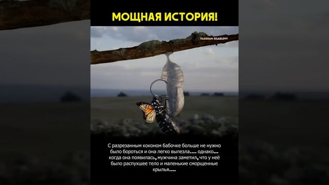 Мощная история про бабочку и кокон