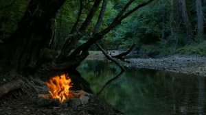 Как происходит размножение у одноклеточных водорослей?