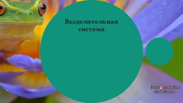 Класс земноводные (амфибии). Ароморфозы. Лягушка. Лекция и разбор заданий от Юрия Беллевича