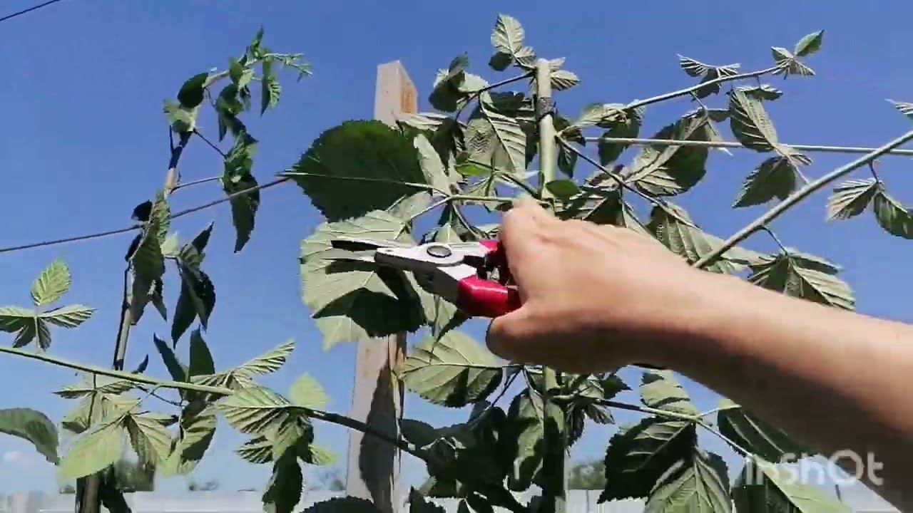 Обрезка ежевики.