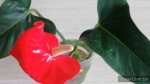 Комнатные Цветы. Мой Антуриум Андре.//Омоложение антуриума закончено!!!