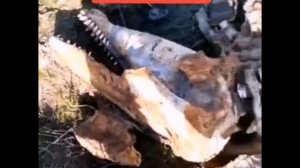 НАШЛИ СКЕЛЕТ ЧУПАКАБРЫ