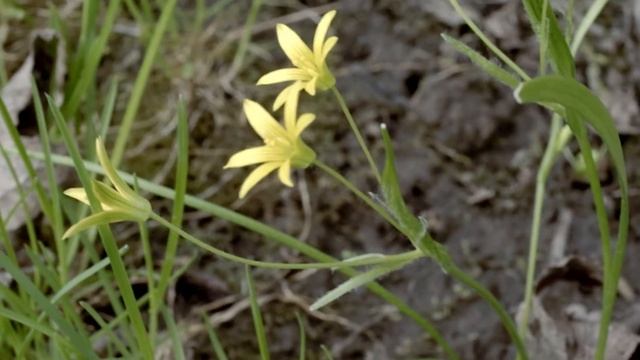 Гусиный лук малый смотреть онлайн