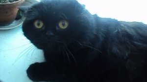 Юрбончик. Кот злой. Шипит.