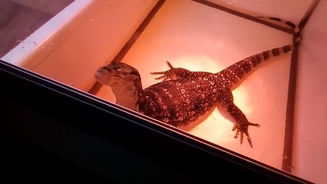 зверь острова Комодо смотреть онлайн