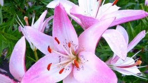 ЛИЛИИ исп. Валерий Заведяев ( 2 ).mp4